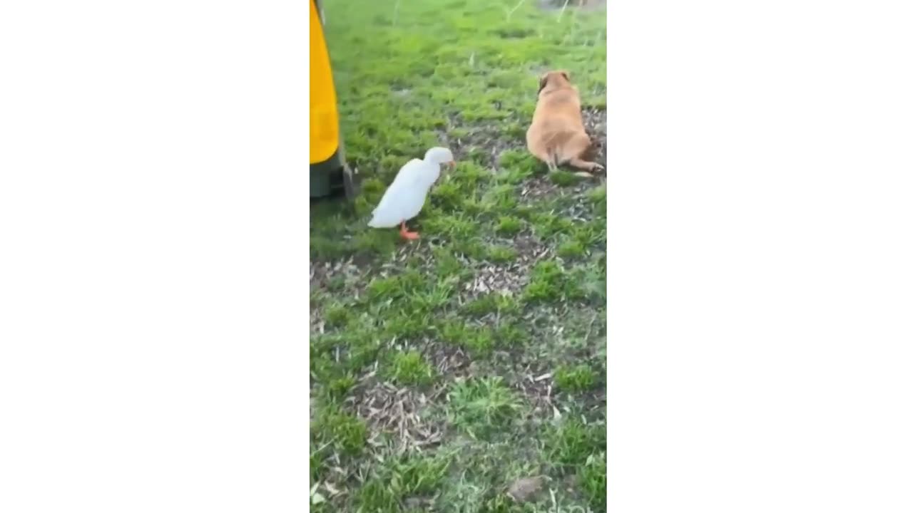 Funny CATS 🤣 Funny Animals