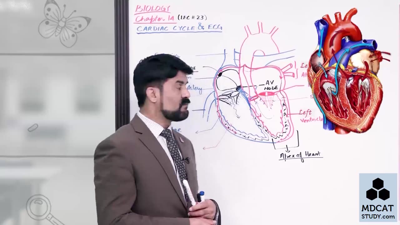 LEC#23 CARDIAC CYCLE AND ECG