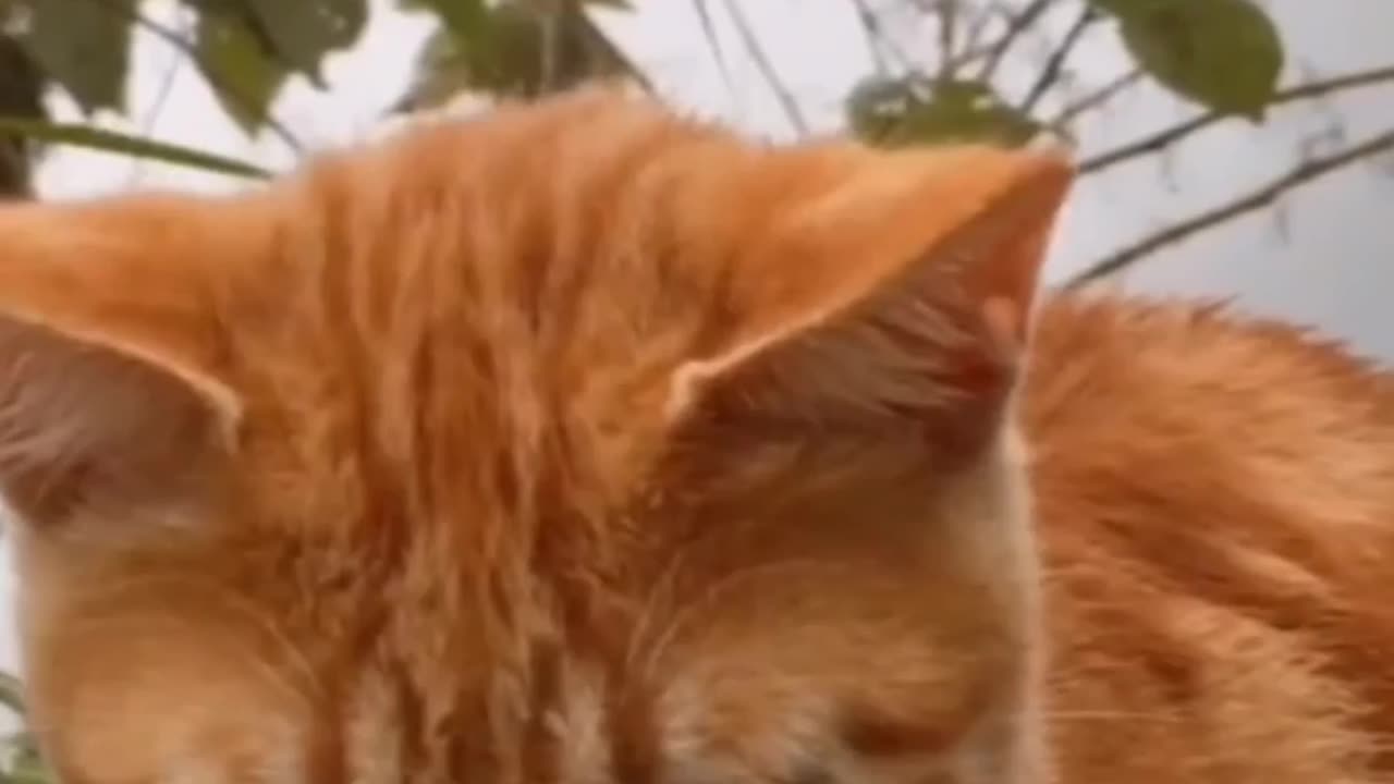 Cats lover video