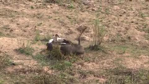 Eqyptian Goose attack Baboon.