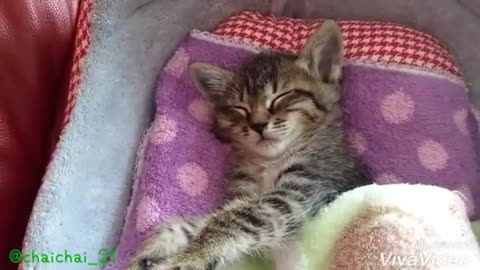 Gatito dormilón se niega a salir de la cama