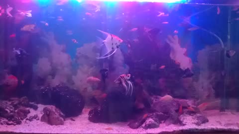 Nice little fish with small and beautiful aquarium