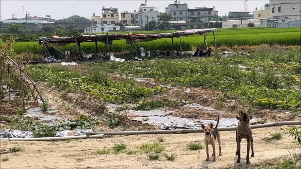 23_0513 F168泉水埤-狗