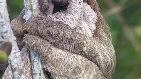 The magic of the Canopy Tower in Panama is that you can spot moments like this 🇵🇦❣️