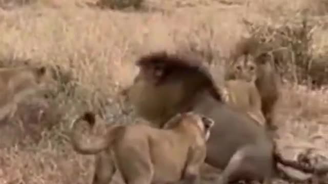 LION SAVES LEOPARD FROM OTHER LIONS