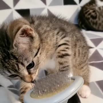 Funny cat video.