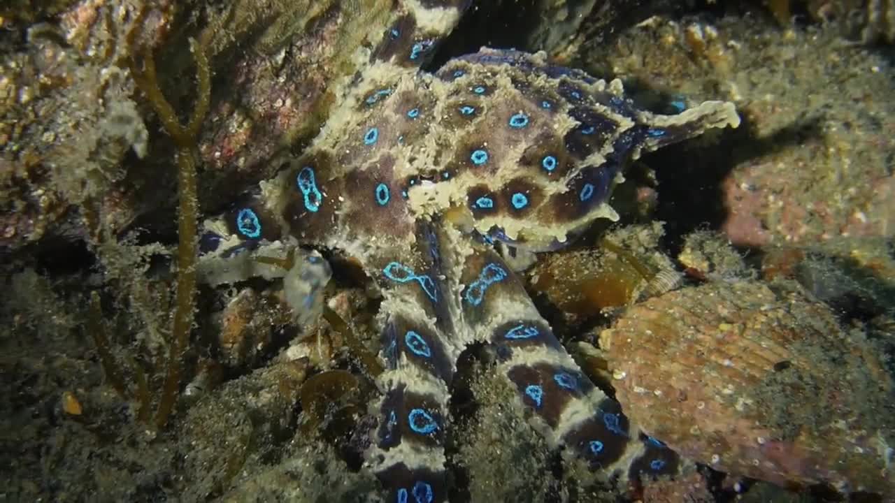 Blue Ring Octopus FACTS