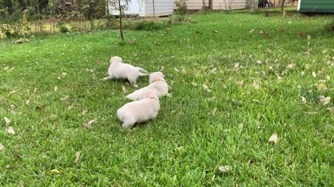 The pups in Evan's yard