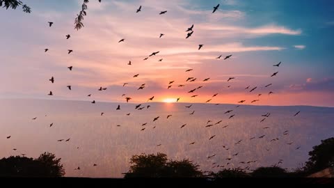 Birds Flying | Beauty in sky