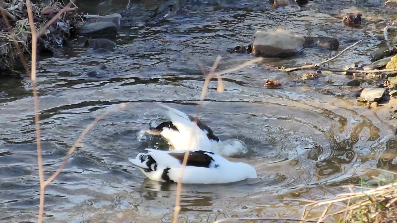 Male Magpie Call Ducks