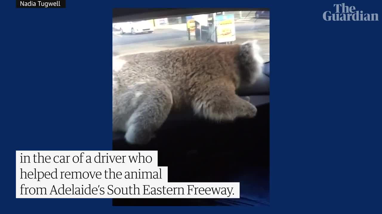 Koala gets behind wheel of car after being rescued from Australian freeway