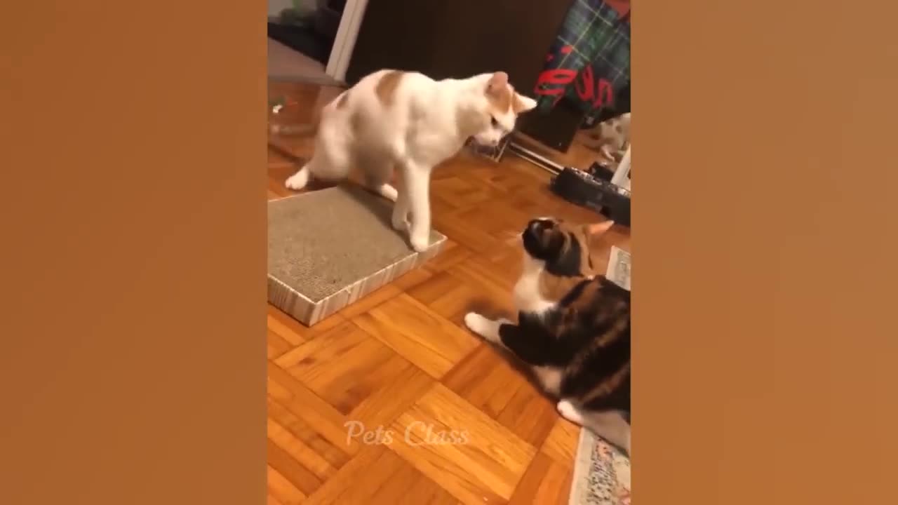 New Funny Animals π Funniest Dogs and Cats Videos πΊπΆ