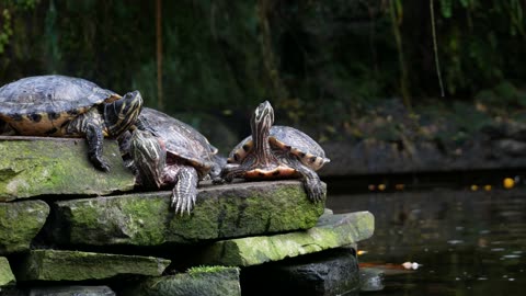 A Group Of Freshwater Turtles Resting On A Pile Of Concretes