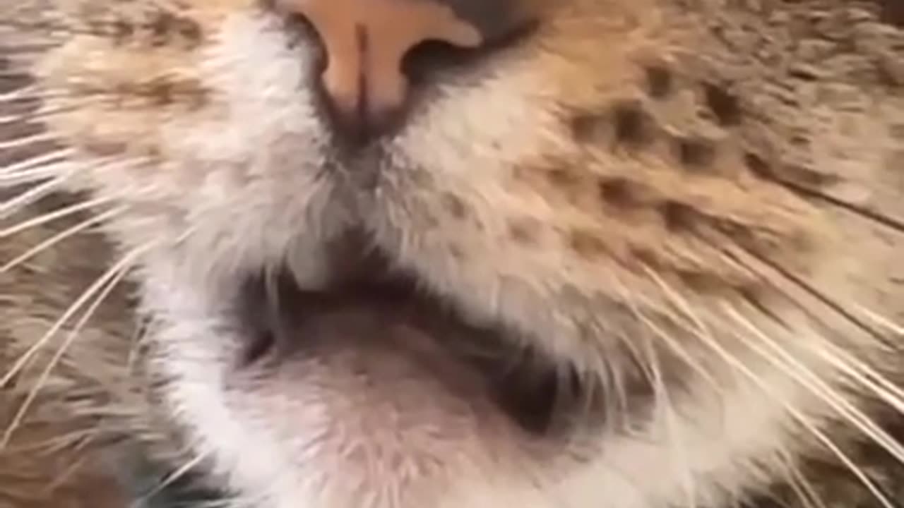 the cat is surprised