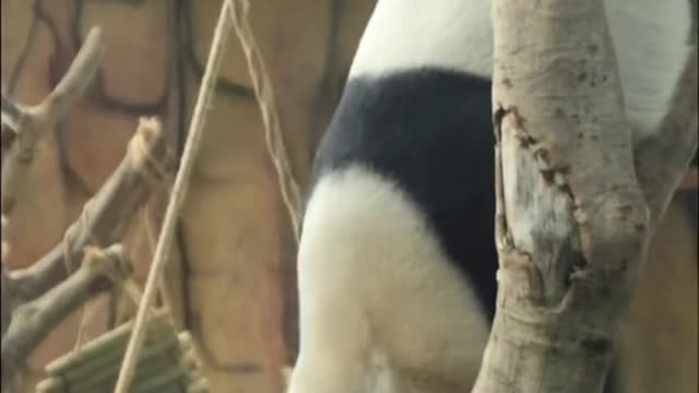 giant pandas