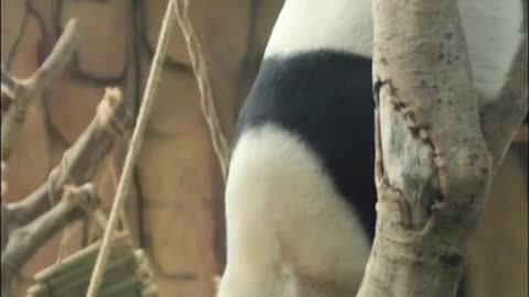 giant pandas