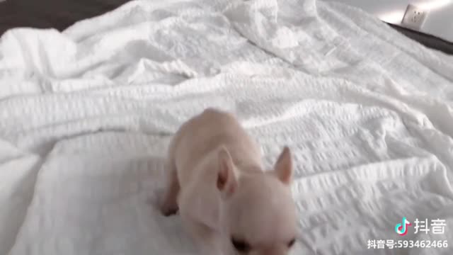 Tik Tok Pups - Cute and Funny Dog Videos Compilation