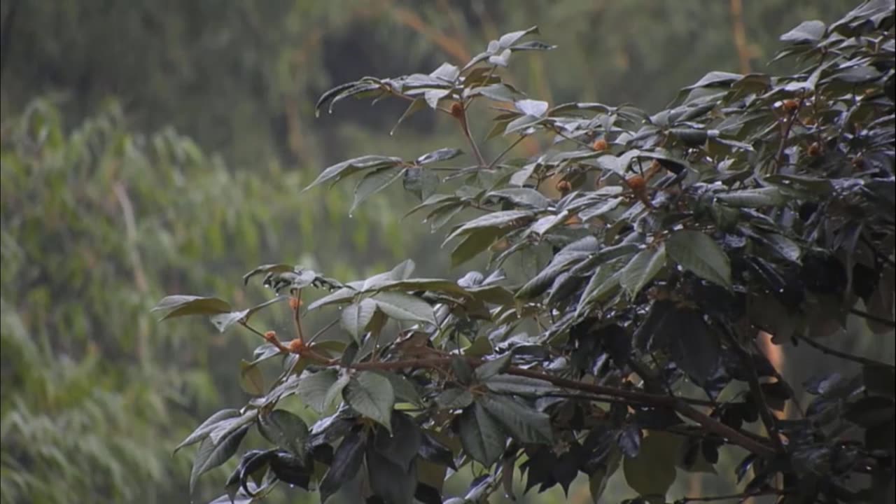Rain Sounds For Sleeping - 99% Instantly Fall Asleep With Rain