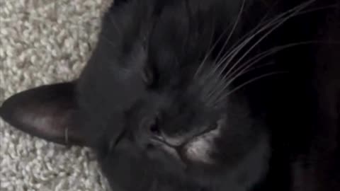 Adopting a Cat from a Shelter Vlog - Cute Precious Piper Has Sweet Expressions on Her Face #shorts