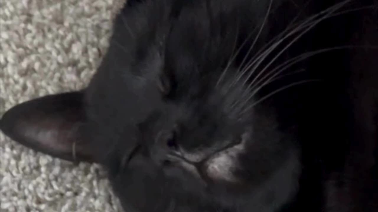 Adopting a Cat from a Shelter Vlog - Cute Precious Piper Has Sweet Expressions on Her Face #shorts
