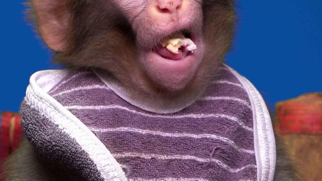 Baby Monkey is Eating marshmallow