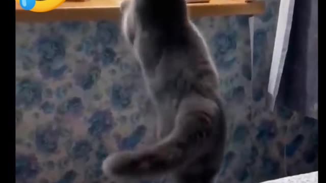 funny cat , happy cat