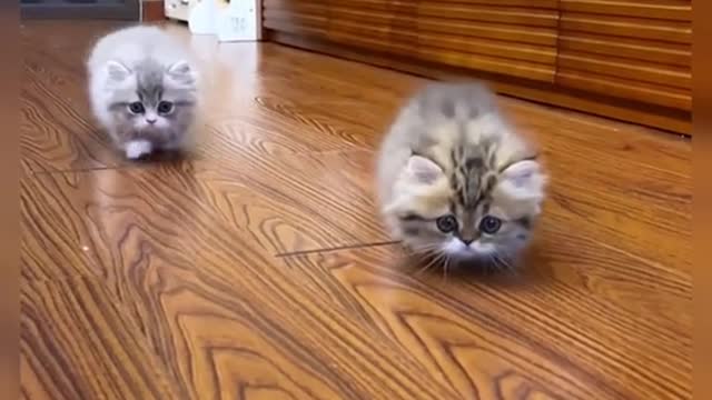 #catsoftikok #CapCut#cat #fyp #cat #foryou #pet