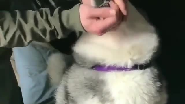 The little dog came over to take the medicine so that the disease would be good.
