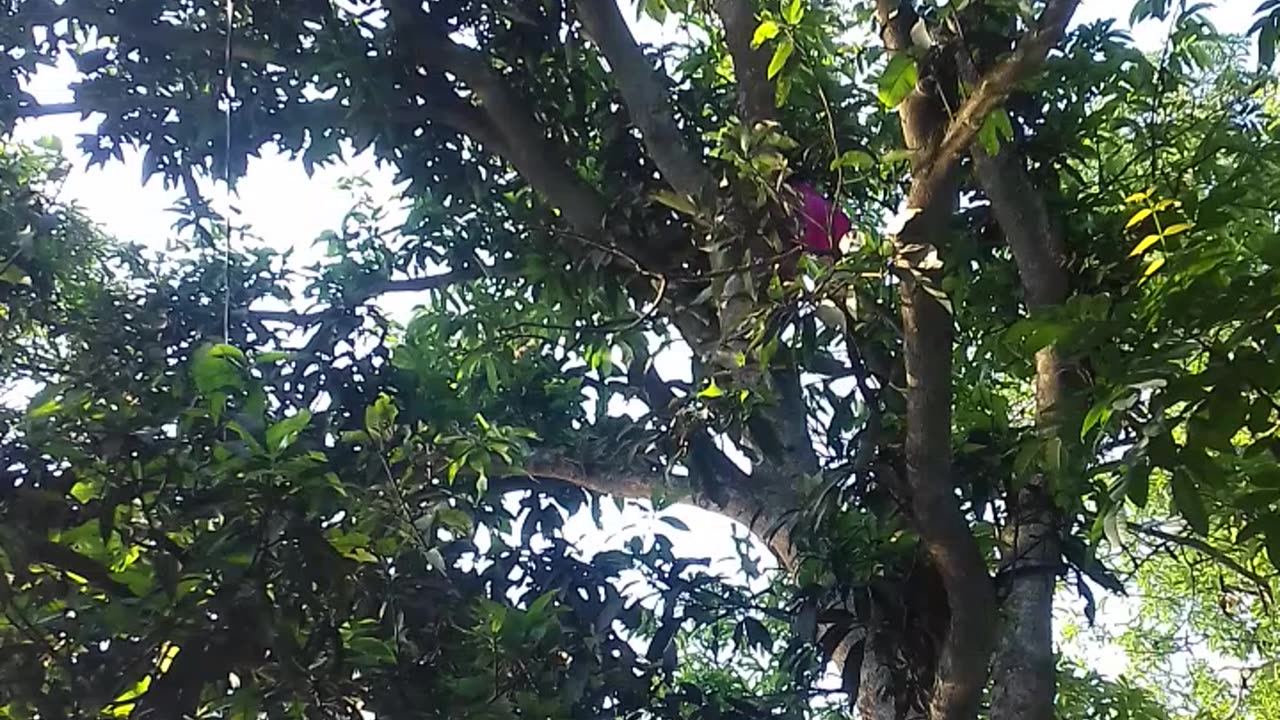 A boy is extracting honey from the honey moon of a mango tree