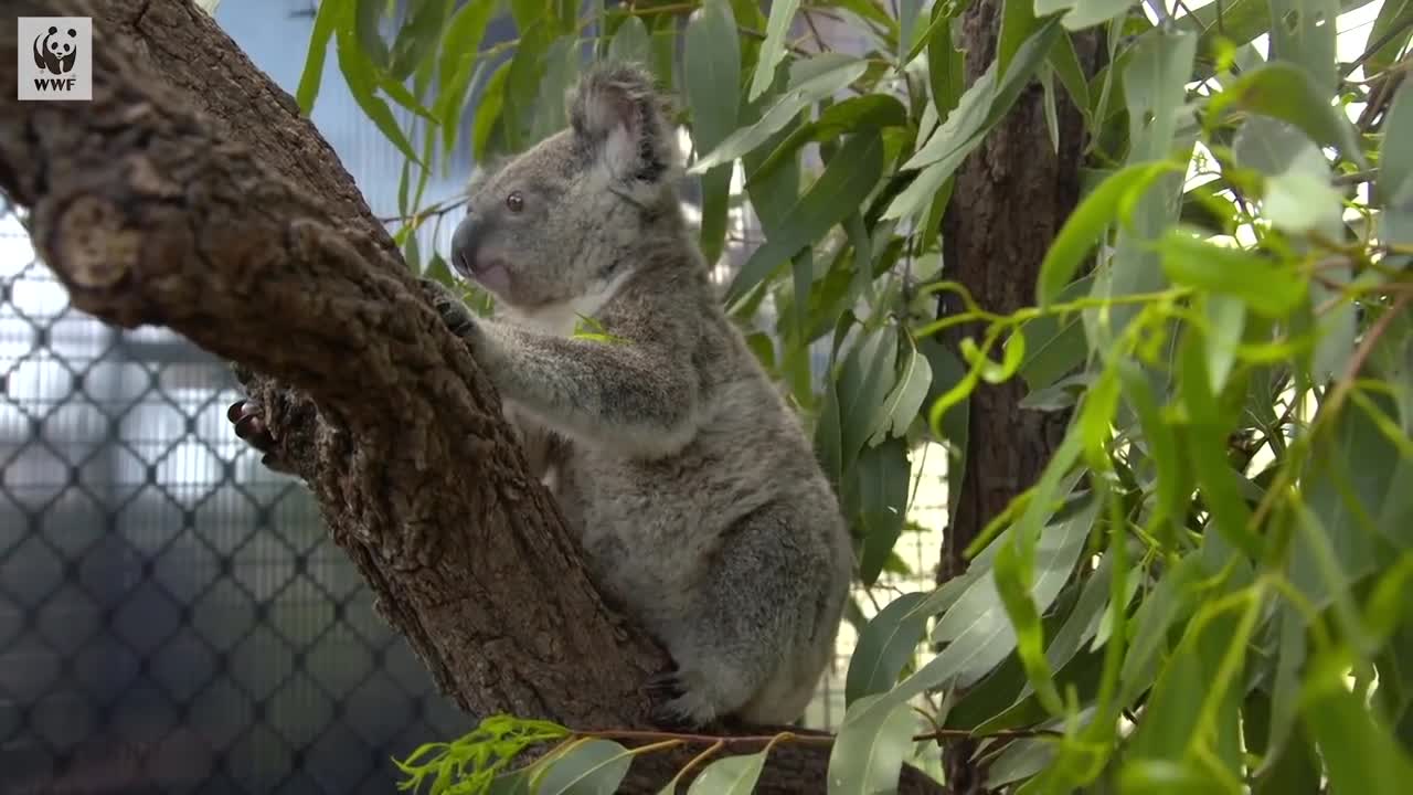 Koala survives Australian