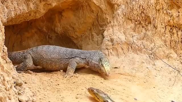 Snake Attack Comodo Dragon Family !! Wild Animal Attack !! Snake Video !! #Shorts