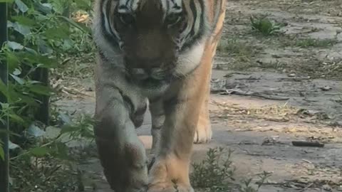 Wild Tiger near family house