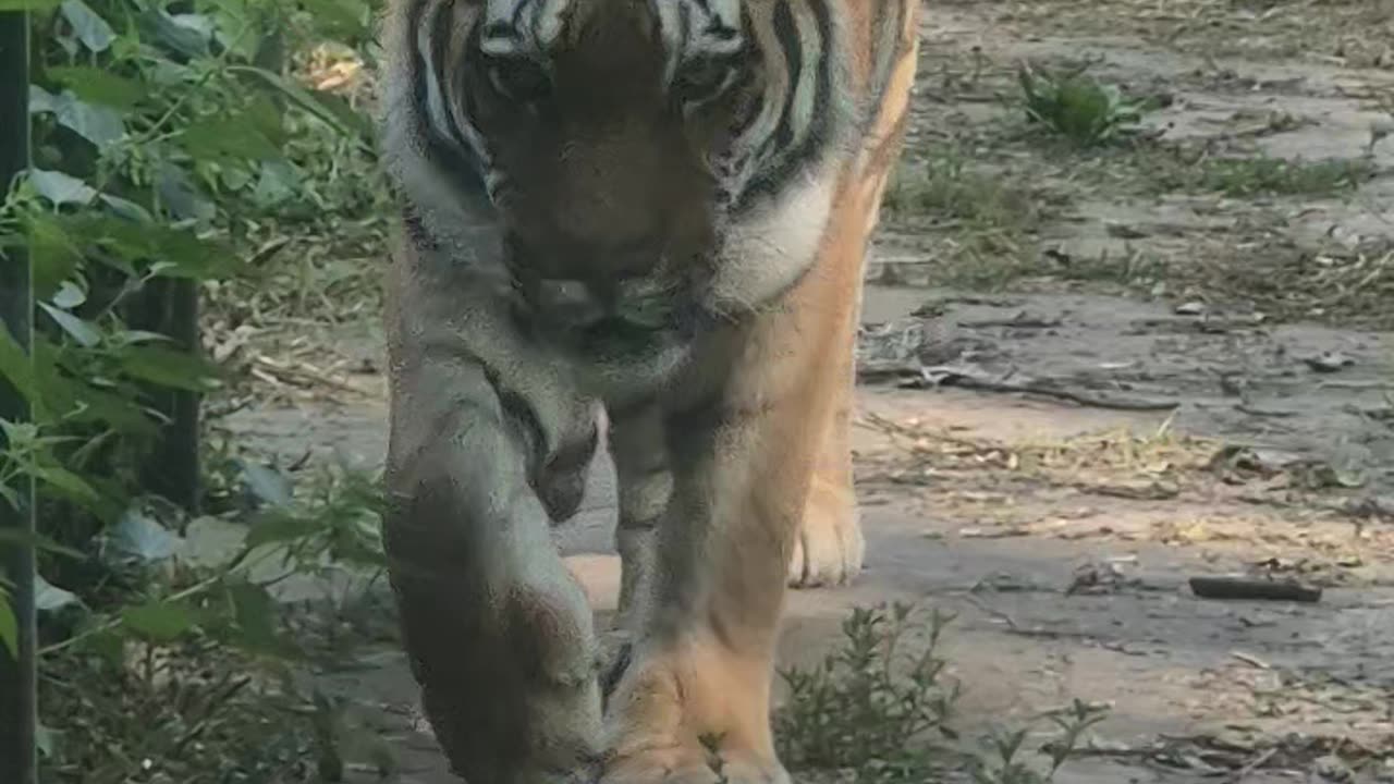 Wild Tiger near family house