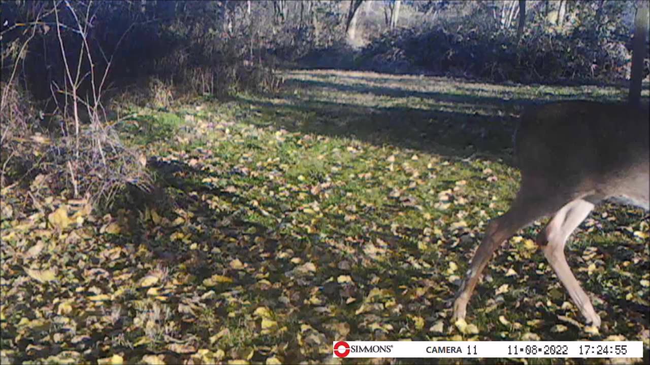 Backyard Trail Cams - Young Twin Deer Under Mulberry Tree