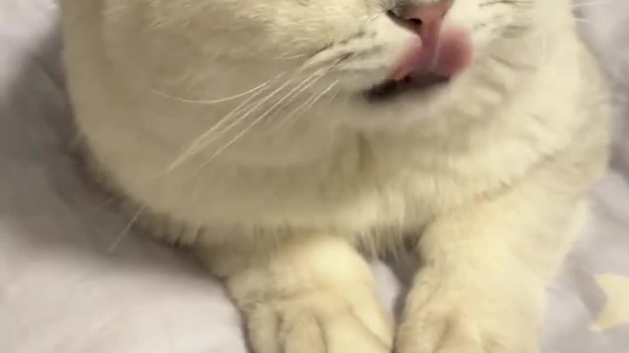 cat:I should cooperate with your performance