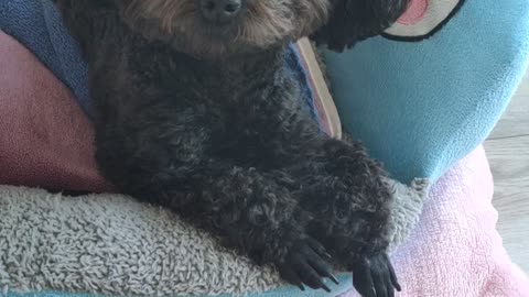 puppy