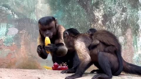 Monkeys eat bananas