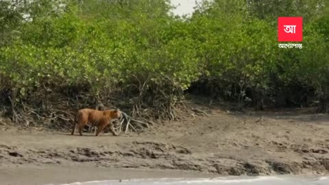 Largest Mangrove Forest Sundarbans