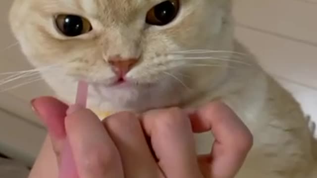 Don't forget to brush your teeth 🪥🐈