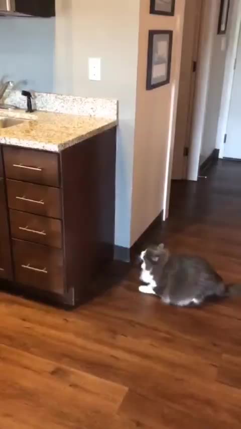 The problem of overweight cats