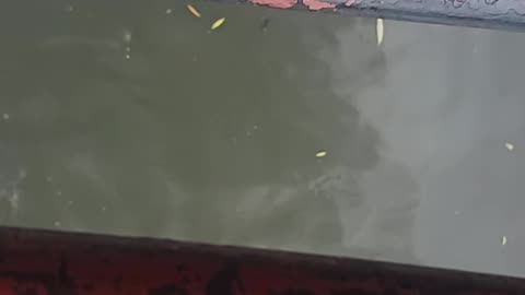 Colorful koi