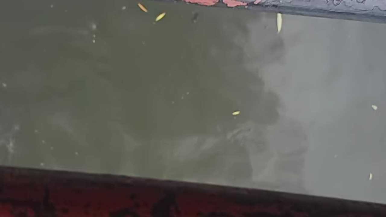 Colorful koi