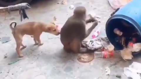 Amazing masti monkey with 🐕