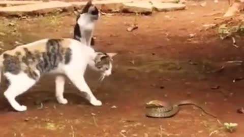 🐱 vs 🐍