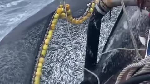 This Much Fishes 😱 , Amazing Amount Of Fishes Catching