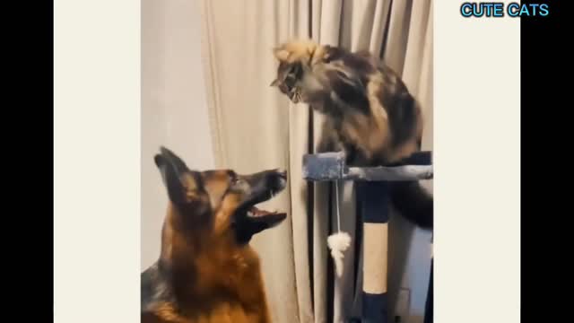 funny animal videos, funny cat and dog videos 2022 || Atlantis Official