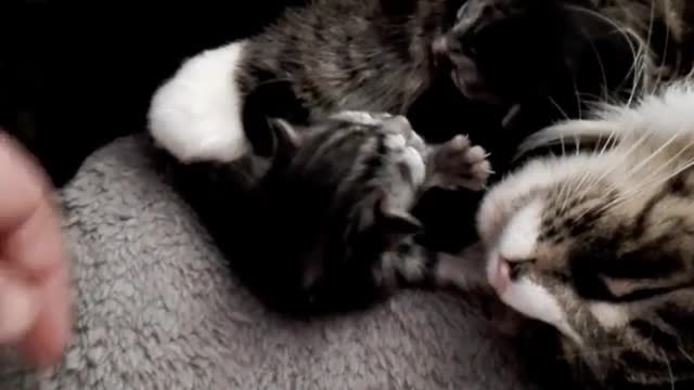 mainecoon kittens