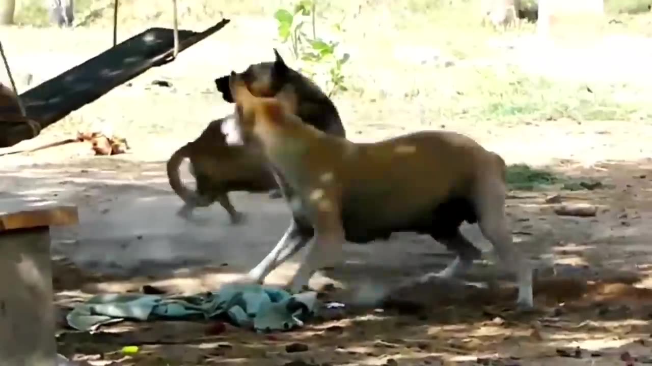 Funny Troll Dog Joke, Fake Lion and Tiger Joke on Dog, and Huge Box Joke on Dog