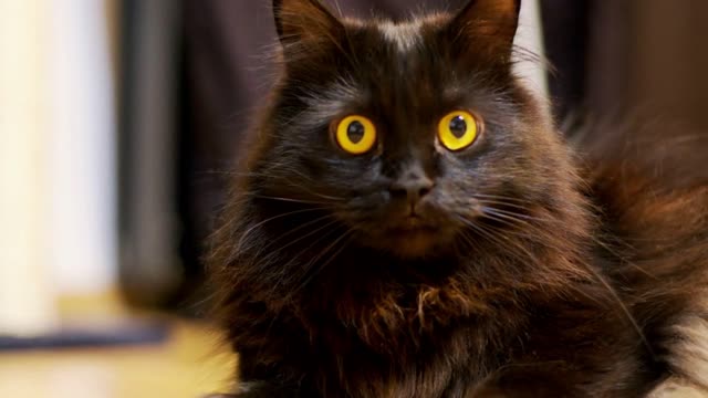 Adorable big black norwegian forest cat playing in the house. Shot in 6K on cinema camera