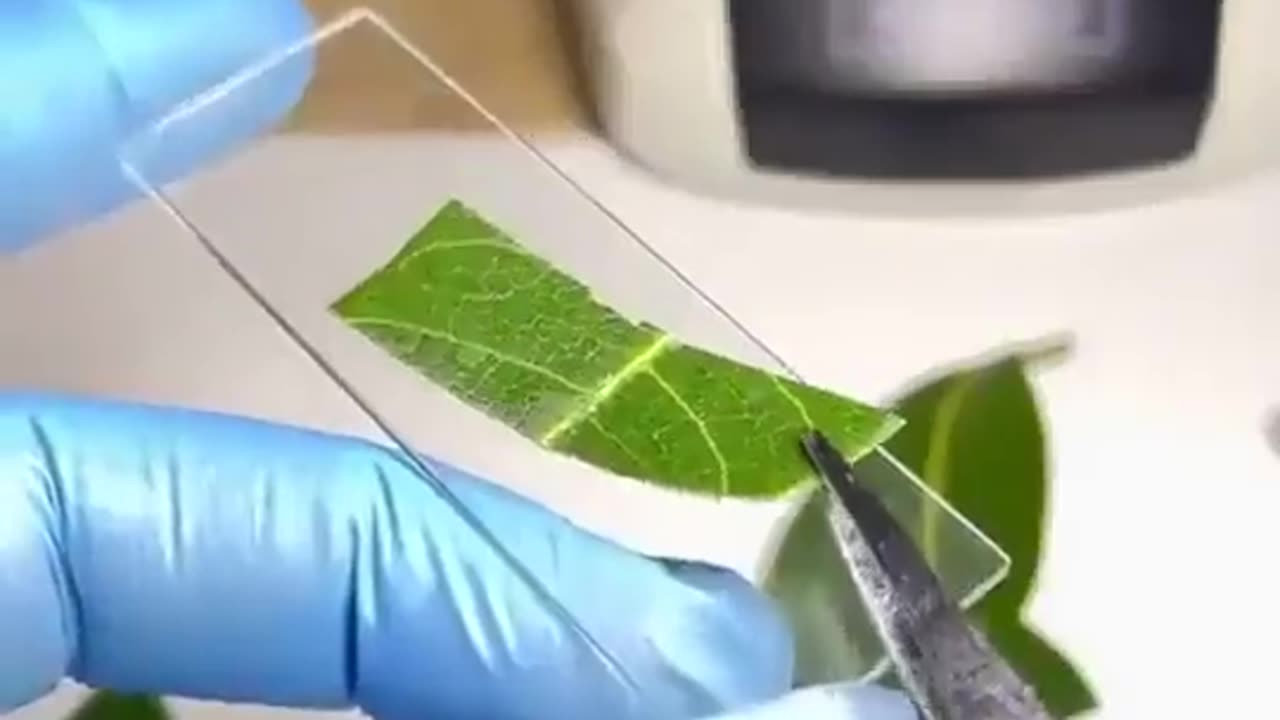Real-time oxygen production on a leaf